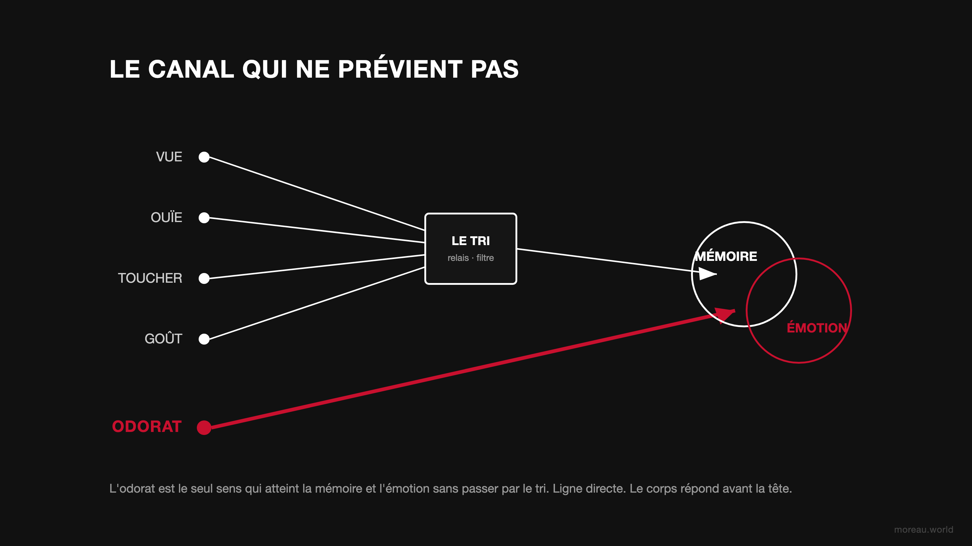 Le canal qui ne prévient pas : quatre sens passent par le tri (relais) avant d'arriver ; l'odorat, ligne rouge directe, atteint la mémoire et l'émotion sans relais, sans filtre.